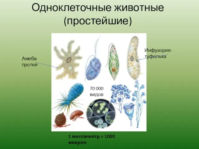 Одноклеточные животные (простейшие) Амеба протей Инфузория-туфелька 70 000 видов 1 миллиметр = 1000 микрон