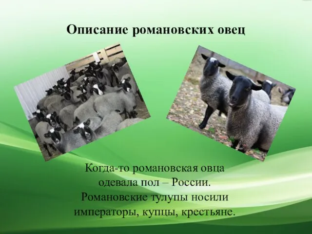 Описание романовских овец Когда-то романовская овца одевала пол – России. Романовские тулупы носили императоры, купцы, крестьяне.