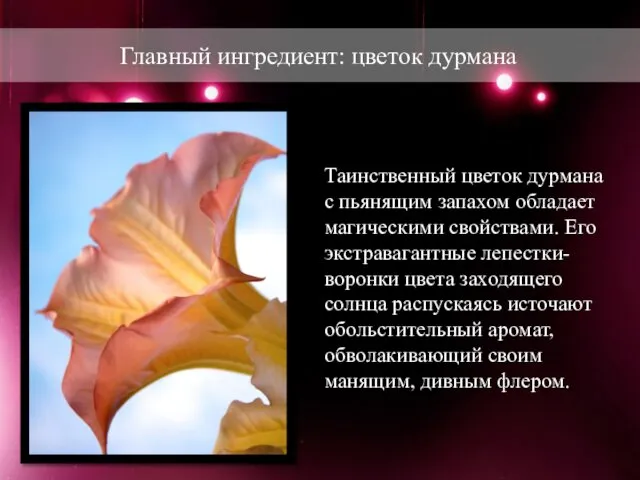Таинственный цветок дурмана с пьянящим запахом обладает магическими свойствами. Его экстравагантные