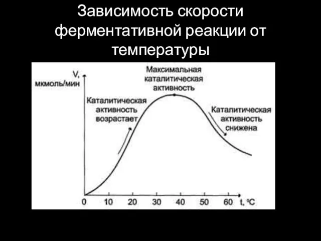 Зависимость скорости ферментативной реакции от температуры