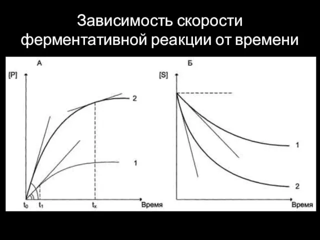 Зависимость скорости ферментативной реакции от времени