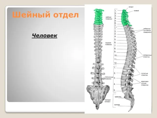 Шейный отдел Человек