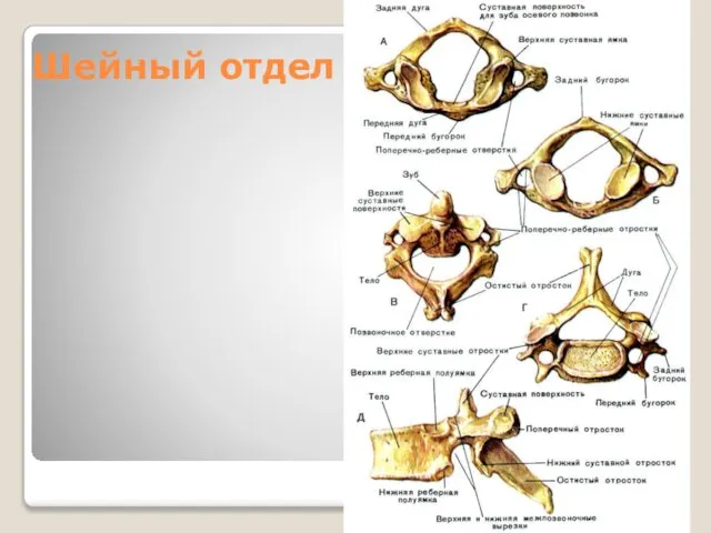 Шейный отдел