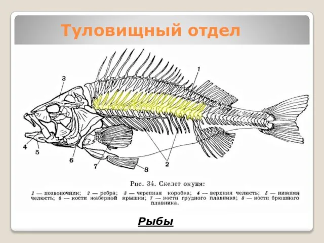 Туловищный отдел Рыбы