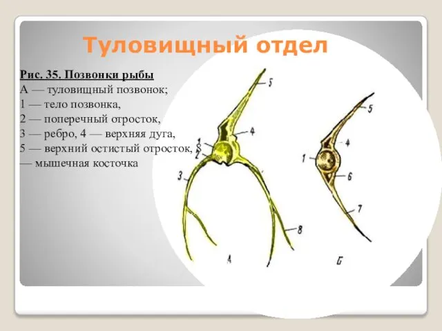 Рис. 35. Позвонки рыбы А — туловищный позвонок; 1 — тело