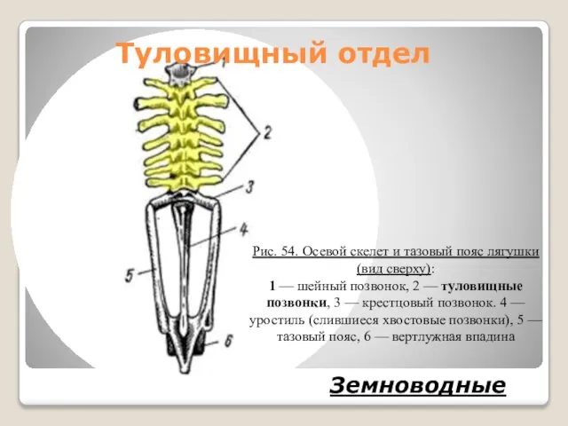 Туловищный отдел Земноводные Рис. 54. Осевой скелет и тазовый пояс лягушки