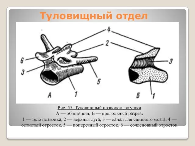 Туловищный отдел Рис. 55. Туловищный позвонок лягушки А — общий вид;