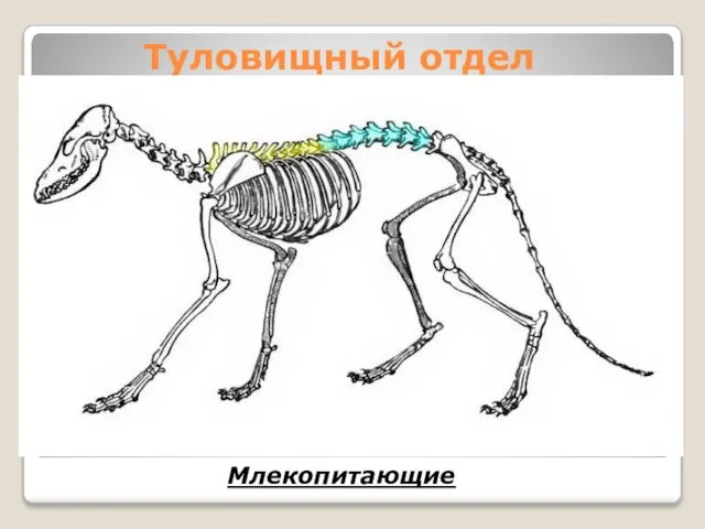 Туловищный отдел Млекопитающие