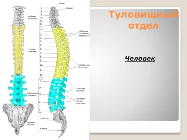 Туловищный отдел Человек