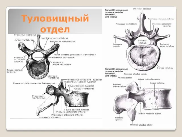 Туловищный отдел