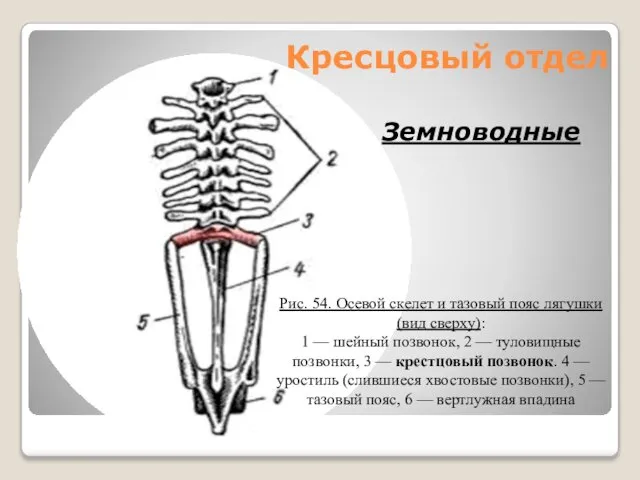 Кресцовый отдел Земноводные Рис. 54. Осевой скелет и тазовый пояс лягушки