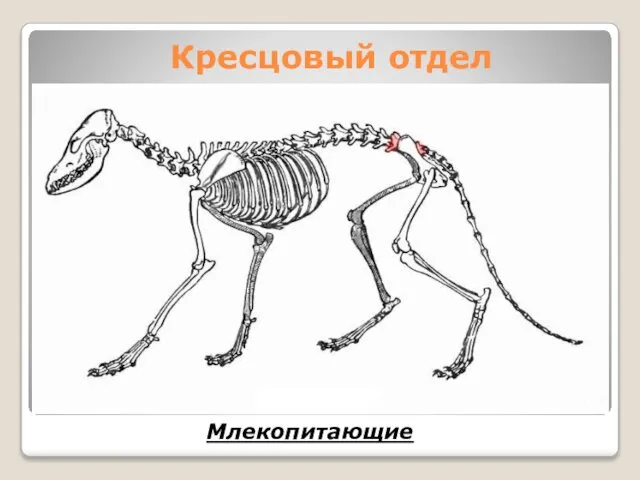 Кресцовый отдел Млекопитающие