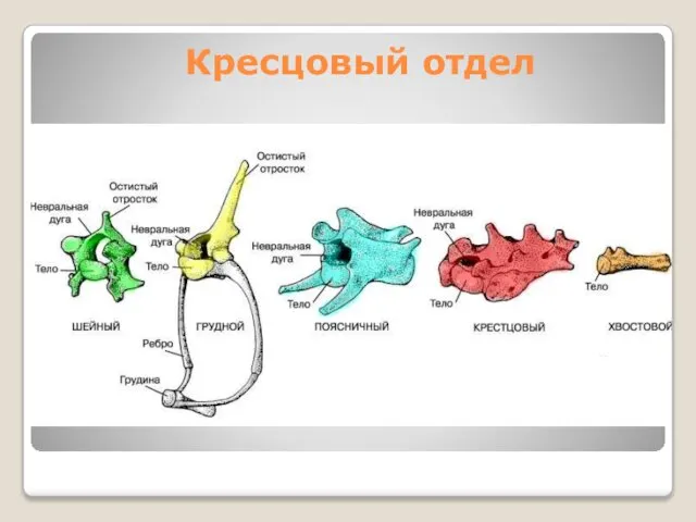 Кресцовый отдел