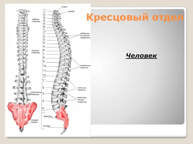 Кресцовый отдел Человек