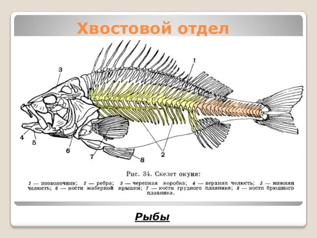 Хвостовой отдел Рыбы