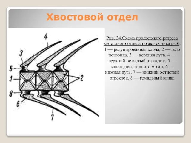 Хвостовой отдел Рис. 34.Схема продольного разреза хвостового отдела позвоночника рыб: 1