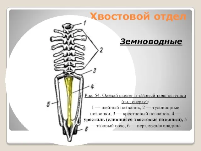 Хвостовой отдел Земноводные Рис. 54. Осевой скелет и тазовый пояс лягушки