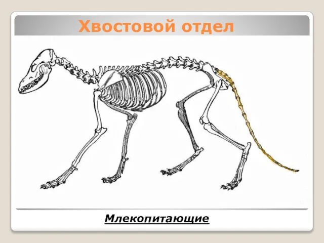 Хвостовой отдел Млекопитающие