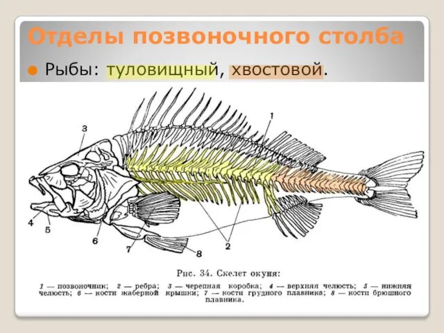 Отделы позвоночного столба Рыбы: туловищный, хвостовой.