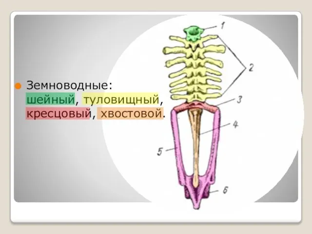 Земноводные: шейный, туловищный, кресцовый, хвостовой.