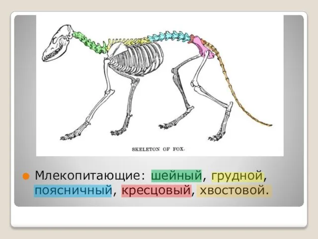 Млекопитающие: шейный, грудной, поясничный, кресцовый, хвостовой.