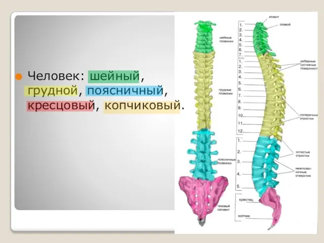 Человек: шейный, грудной, поясничный, кресцовый, копчиковый.