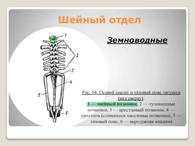 Шейный отдел Рис. 54. Осевой скелет и тазовый пояс лягушки (вид