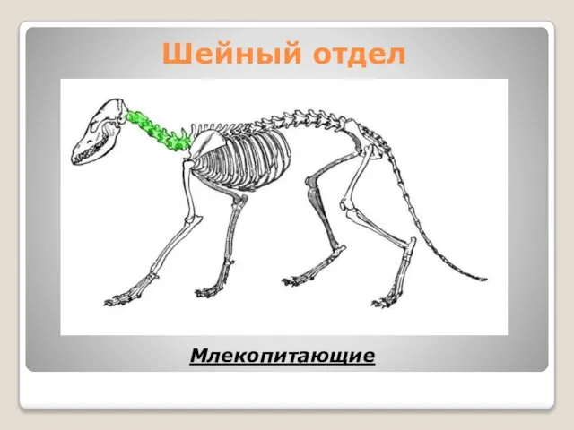 Млекопитающие Шейный отдел