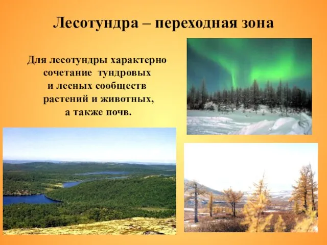 Лесотундра – переходная зона Для лесотундры характерно сочетание тундровых и лесных