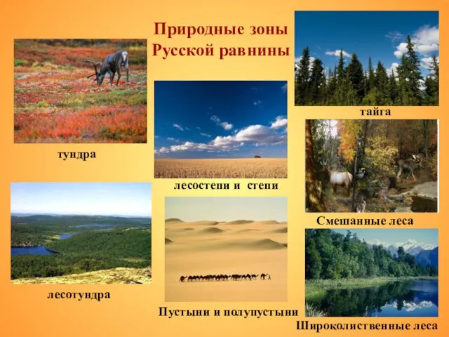 Природные зоны Русской равнины тундра лесотундра лесостепи и степи Пустыни и