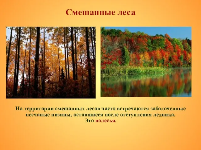 Смешанные леса На территории смешанных лесов часто встречаются заболоченные песчаные низины,