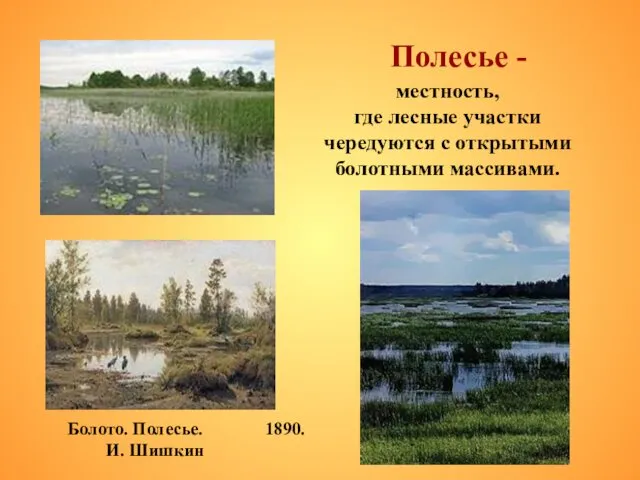 Полесье - Болото. Полесье. 1890. И. Шишкин местность, где лесные участки чередуются с открытыми болотными массивами.