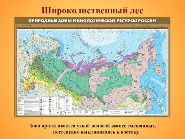 Широколиственный лес Зона протягивается узкой полосой южнее смешанных, постепенно выклиниваясь к востоку.