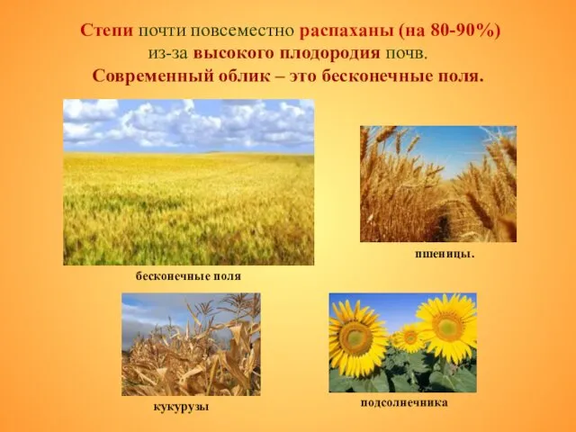 Степи почти повсеместно распаханы (на 80-90%) из-за высокого плодородия почв. Современный