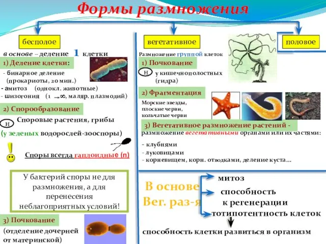 Формы размножения бесполое вегетативное половое в основе – деление 1 клетки