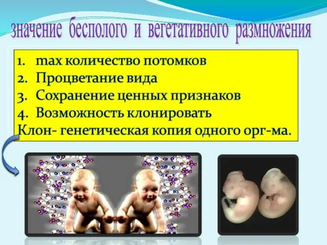 значение бесполого и вегетативного размножения