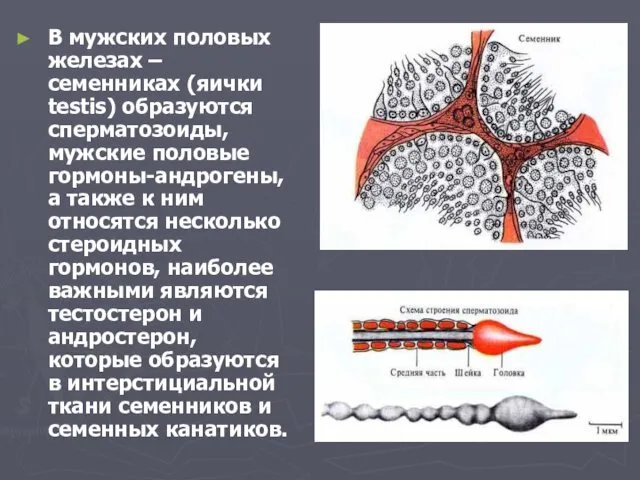 В мужских половых железах –семенниках (яички testis) образуются сперматозоиды, мужские половые