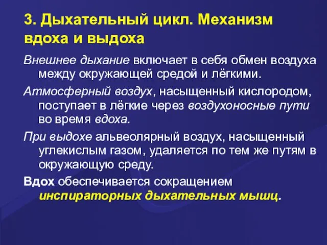 3. Дыхательный цикл. Механизм вдоха и выдоха Внешнее дыхание включает в