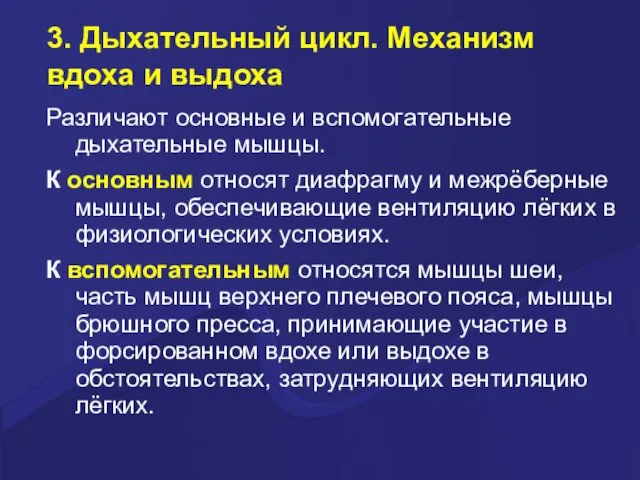 3. Дыхательный цикл. Механизм вдоха и выдоха Различают основные и вспомогательные