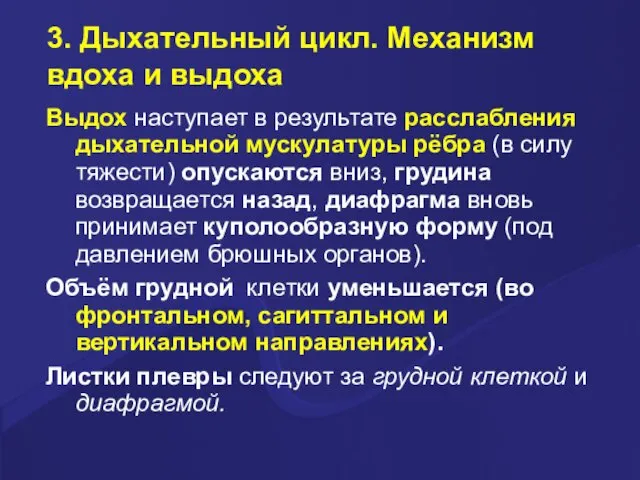 3. Дыхательный цикл. Механизм вдоха и выдоха Выдох наступает в результате