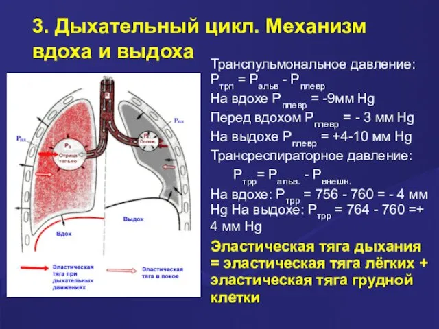 Транспульмональное давление: Ртрп = Ральв - Рплевр На вдохе Рплевр =