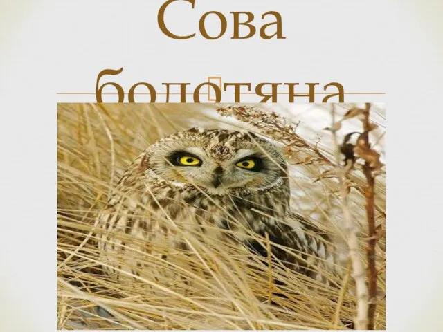 Сова болотяна