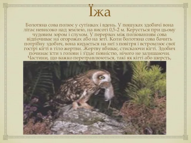 Їжа Болотяна сова полює у сутінках і вдень. У пошуках здобичі