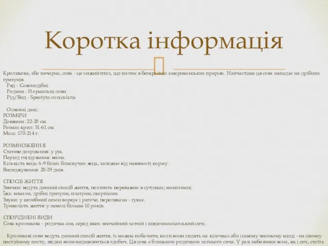 Коротка інформація Кроликова, або печерна, сова - це хижий птах, що