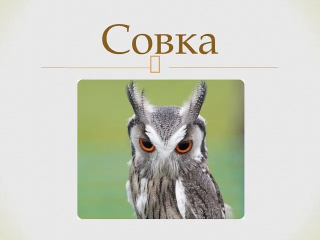 Совка