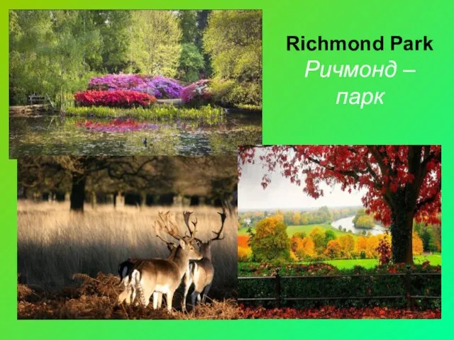 Richmond Park Ричмонд – парк