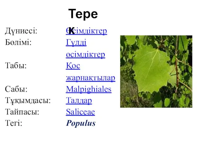 Терек