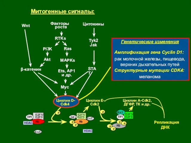 Факторы роста Цитокины Wnt МАРKs STAT β-катенин Myc Митогенные сигналы: Ets,