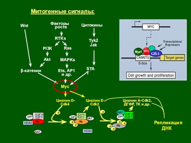 Репликация ДНК Rb P HDAC E2F1/ E2F3 Rb HDAC Rb P