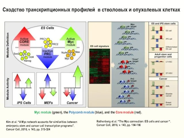 Rothenberg et al. “The Myc connection: ES cells and cancer “.